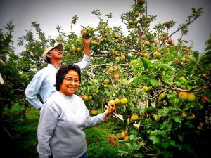 Wisata Malang - petik apel agro wisata