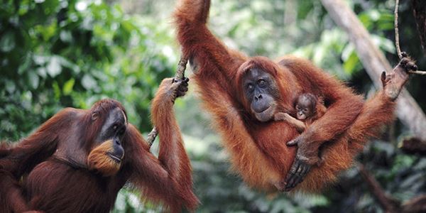Gunung Leuseur Situs Warisan Dunia