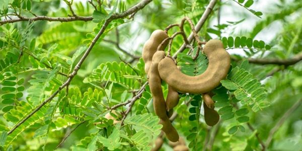 Mengenali Lima Manfaat Daun Asam Bagi Kesehatan