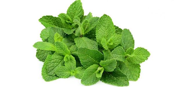 Tanaman Herbal yang Bisa Mencegah Penyakit Kanker