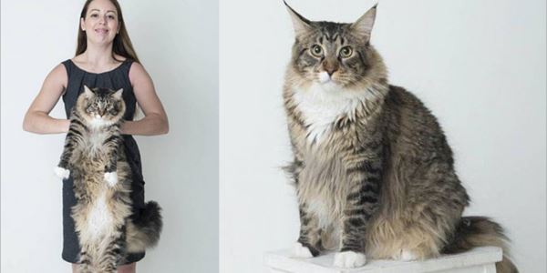 Ludo, Si Kucing Terbesar Di Inggris