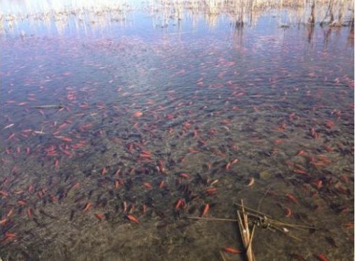 Dulu Hanya Iseng, Kini Danau di Amerika Ini dipenuhi Ribuan Ikan Mas 2