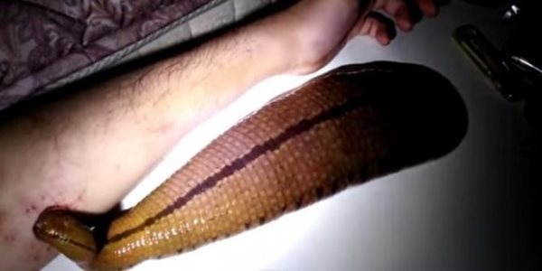 Ngeri! Pria ini Biarkan Darahnya Dihisap Lintah Jumbo Tiap harinya