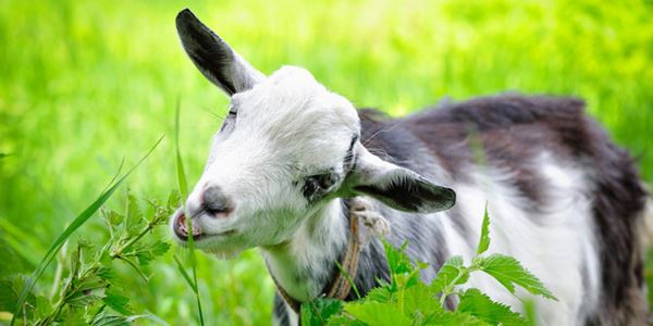 5 Manfaat Konsumsi Susu Kambing untuk Kesehatan Tubuh