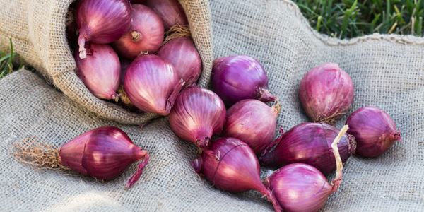 Inilah 6 Khasiat Bawang Merah untuk Kesehatan yang Perlu Diketahui!