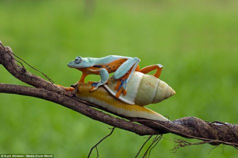 Foto Kodok yang Digendong Siput Ini Bikin Heboh Sosmed! 3