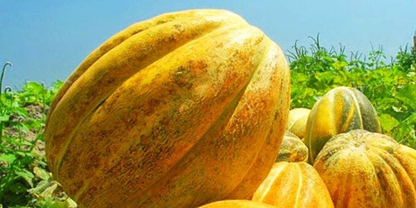 Inilah 10 Rahasia Manfaat Buah Blewah Bagi Kesehatan Tubuh Anda