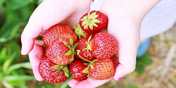 Kaya Vitamin C, Inilah Manfaat Buah Strawberry untuk Kesehatan Tubuhmu