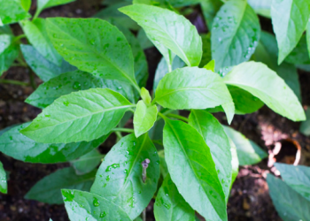 Manfaat, Kandungan, dan Cara Konsumsi Daun Sambung Nyawa