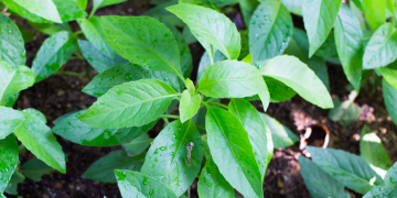 Manfaat, Kandungan, dan Cara Konsumsi Daun Sambung Nyawa