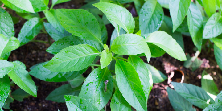 Manfaat, Kandungan, dan Cara Konsumsi Daun Sambung Nyawa