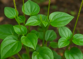 Mengenal Sirih Cina: Si "Rumput Liar" Kaya Manfaat