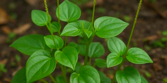 Mengenal Sirih Cina: Si "Rumput Liar" Kaya Manfaat