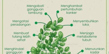 Manfaat dan Kandungan Daun Kelor untuk Kesehatan