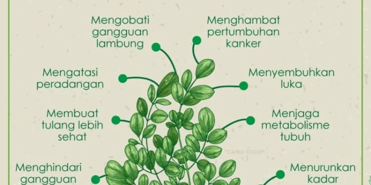 Manfaat dan Kandungan Daun Kelor untuk Kesehatan