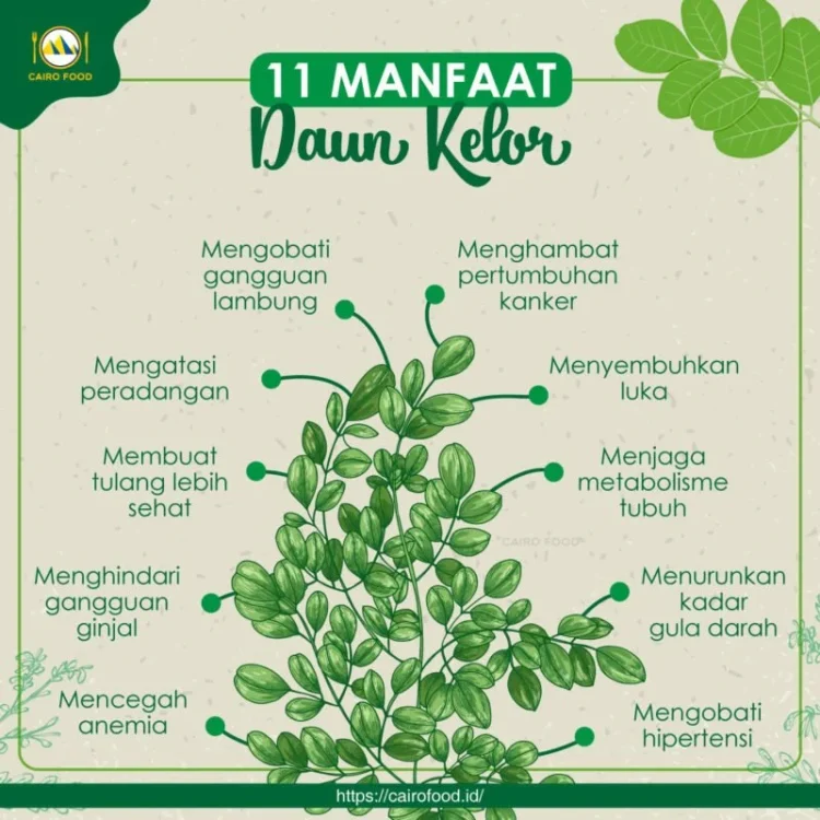 Manfaat dan Kandungan Daun Kelor untuk Kesehatan