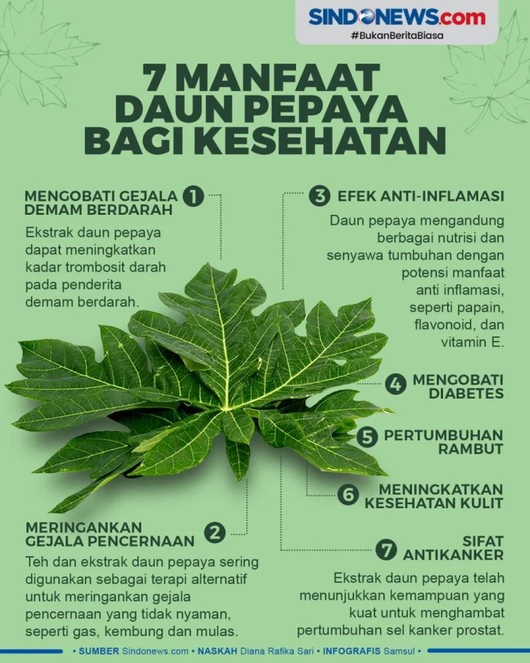 Manfaat dan Kandungan Daun Pepaya